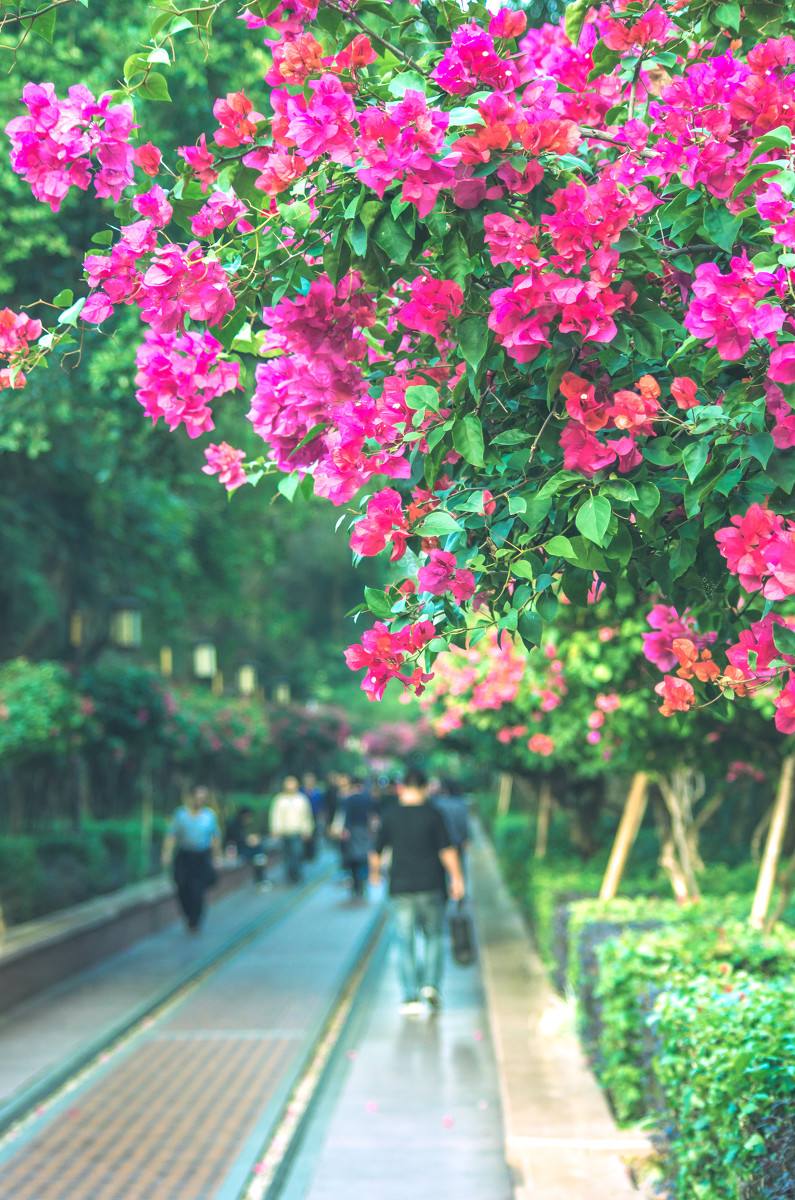 深圳，深圳.jpg